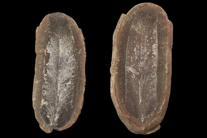 Fossil Neuropteris Seed Fern Leaf (Pos/Neg) - Mazon Creek #87714